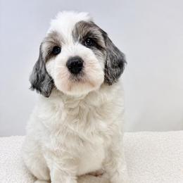Marigold - Parti female Goldendoodle puppy in Calhoun, Georgia from FamilyLoved Doodles