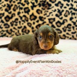 Graham - Chocolate and tan male Dachshund puppy in Robesonia, Pennsylvania from Happily Ever After’s Puppies