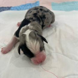 Blue Merle male 2 - Blue merle male Australian Shepherd puppy in Waxahachie, Texas from Volks Aussies