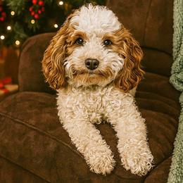 Josie - Cavapoo