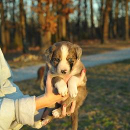 Kisses - Blue merle female Border Collie puppy in Centerton, Arkansas from Chappell Breeding