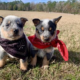 Australian Cattle Dog Puppies from Turnpike Creek Canines