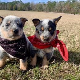 Australian Cattle Dog Puppies from Turnpike Creek Canines