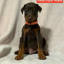Orange Collar - Red and rust male Doberman Pinscher puppy in Lake City, Florida from Paintedcrazy Doberman Pinchers