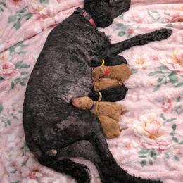 Valor- Solid Black Pure Poodle - Black male Poodle puppy in Sacramento, California from Robinsnest Poodles