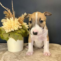 Strawberry - Red and white female Bull Terrier puppy in Sprauge, Washington from Mark My Words Bull Terriers