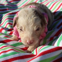 Jade - Red merle female Australian Shepherd puppy in Four Oaks, North Carolina from RoseWest Farms