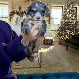 Alfie - Merle male Bernedoodle puppy in Yuba City, California from Ranch House Doodles
