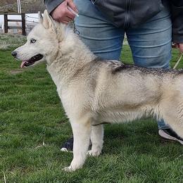 Siberian Husky puppies from Yuki Ookami Show Kennel