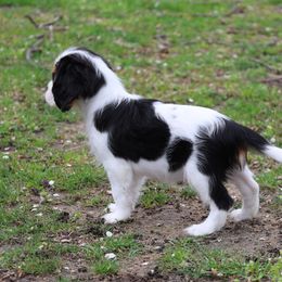Boston Terrier, Cavalier King Charles Spaniel, French Bulldog, and Golden Retriever Puppies from Promise Land