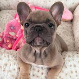 Female - Blue fawn female French Bulldog puppy in Madison, Wisconsin from MadCity Frenchies