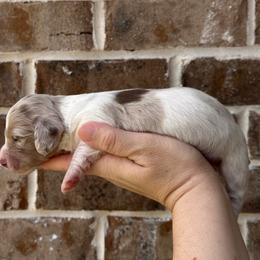 Ditto - Piebald male Dachshund puppy in Enterprise, Alabama from Kismet Doxies
