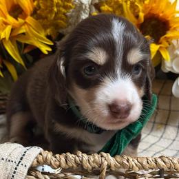 Cedar - Chocolate and cream male Dachshund puppy in Fayetteville, West Virginia from Loop Creek Dachshunds