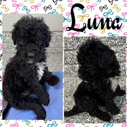 Luna (G1) - Black female Goldendoodle puppy in Ankeny, Iowa from Iowadoodles2love
