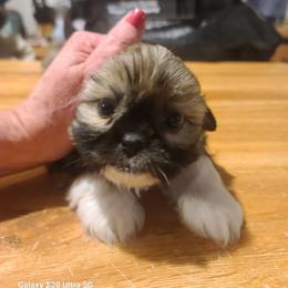 Male 2 - Black and tan male Shih Tzu puppy in Belleville, Michigan from Patricia's Heavenly Earth Angels