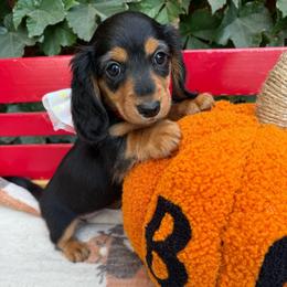 Longhair black and cream longhair small dappling . - Black and tan female Dachshund puppy in California from Sweetheart Labradors & Mini Dachshunds