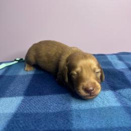 Barrel - Cream male Dachshund puppy in Yucaipa, California from Motorhead Dachshunds