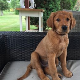 Golden Retrievers from White Birch Golden Retreivers LLC