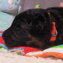 Boy 2 - Black and red male German Shepherd puppy in Charlotte, North Carolina from Zuflucht K9s