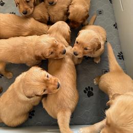 Boy 8 - Golden male Golden Retriever puppy in Kentucky from Greenridge Kennels