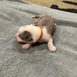 Orange - Blue merle and white female Cardigan Welsh Corgi puppy in Divide, Colorado from Aspen Peak Corgis