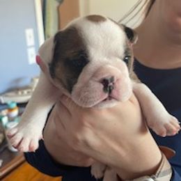 Boy 1 - Red brindle and white male Bulldog puppy in Tierra Verde, Florida from Destiny Kennel