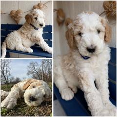 California Parti cream - Cream male Whoodle puppy in Smallett, Missouri from Leshas Whoodles