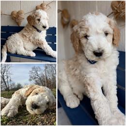 California Parti cream - Cream male Whoodle puppy in Smallett, Missouri from Leshas Whoodles