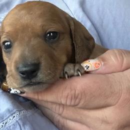 Dachshunds from Michelle's Dachshunds