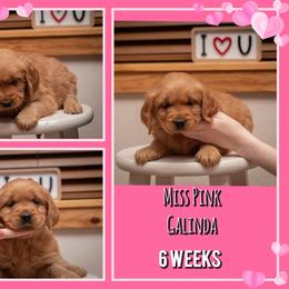 Galinda - Dark golden female Golden Retriever puppy in Driggs, Idaho from SK Golden Retrievers