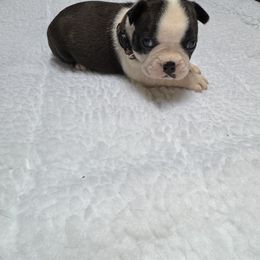 Boston Terrier Puppies from Washburns bostons