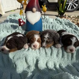 Bernedoodle puppies from Oodles of Bernedoodles