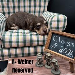 A plus Weiner - Chocolate and cream male Dachshund puppy in Montevallo, Alabama from Mallard's Miniature Dachshunds