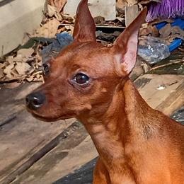 Celeste - Stag red female Miniature Pinscher puppy in Cincinnati, Ohio from ALL AMERICAN K9 LLC