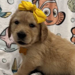 Goldendoodles and Golden Retrievers from Lawson’s Green Acres Goldens and Doodles