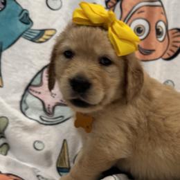 Goldendoodles and Golden Retrievers from Lawson’s Green Acres Goldens and Doodles