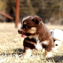 Toy Australian Shepherd Puppies from Marvel T Farm