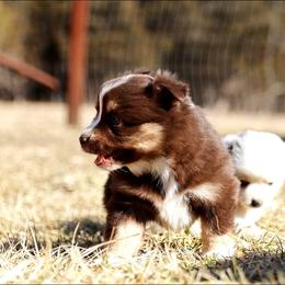 Toy Australian Shepherd Puppies from Marvel T Farm