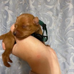 Rolo - Red male Miniature Pinscher puppy in Lancaster, Missouri from White Stone Ranch