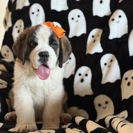 Cream - White and brown female Saint Bernard puppy in Ramona, California from Buendias Ranch Saint Bernards & Bernese Mountain Dogs