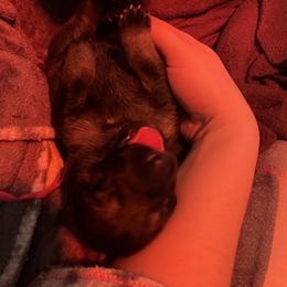 German Shepherd Puppies from Paws Of Germany