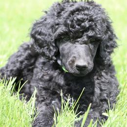 Eevee - Black female Poodle puppy in Ephrata, Washington from NCR Ranch