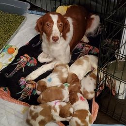 Brittany Puppies from Tommie Dahl