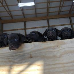 Dilute Retriever and Labrador Retriever Puppies from CKB Labradors