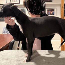 Ginny - Black female Whippet puppy in Erving, Massachusetts from Devine Hounds