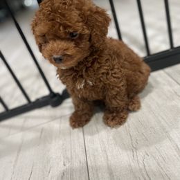 Cockapoo Puppies from Doodle Corner