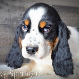 Boy 3 - Black white and tan male English Springer Spaniel puppy in Great Falls, Montana from Big Sky Springers