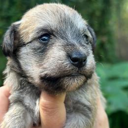 Biscuit Mini ESA therapy lines possible blue eyes - Sable male Schnoodle puppy in Temple, Texas from Schnauzers Of Taylor