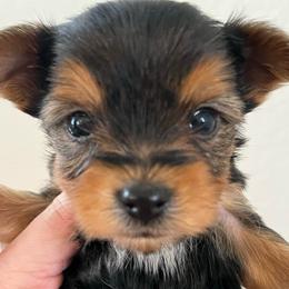 Cowboy - Black and gold male Yorkshire Terrier puppy in Rising Star, Texas from Phillips Pup House