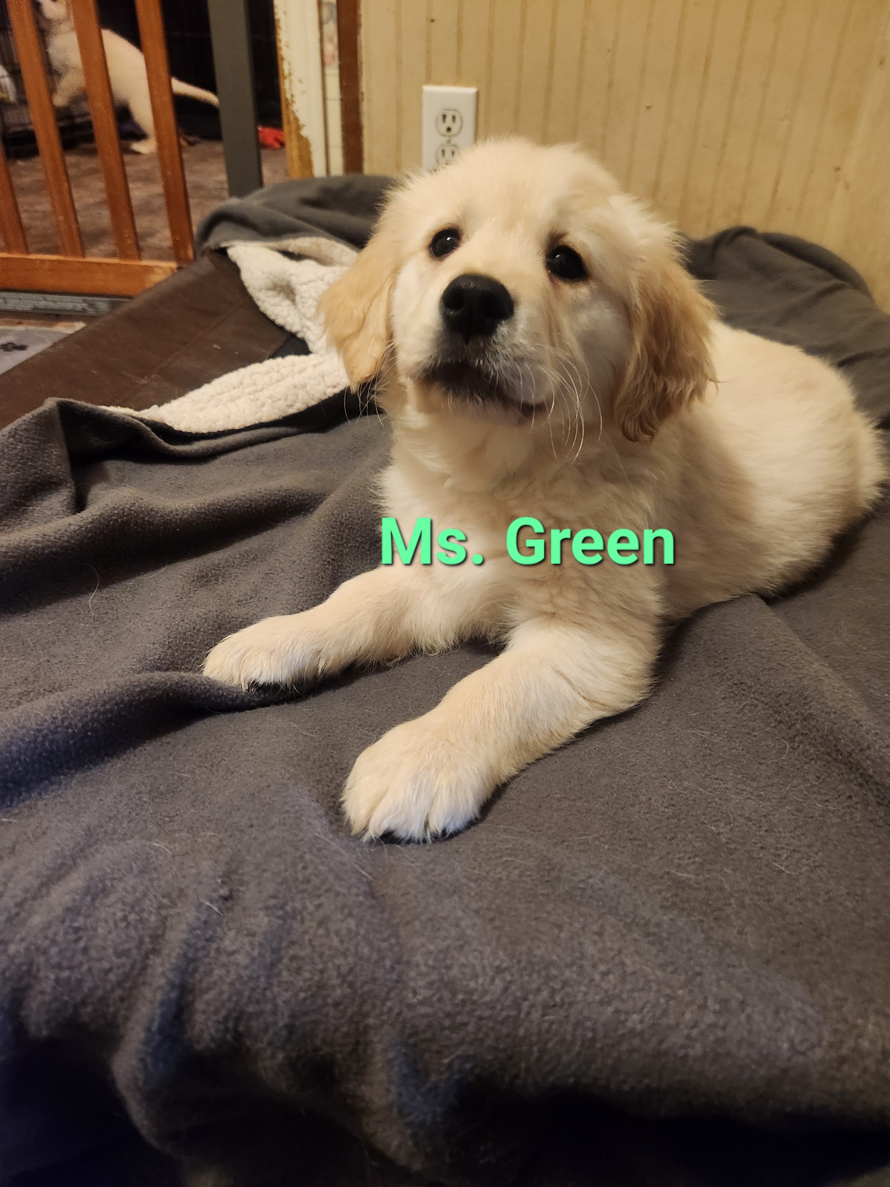 Golden Retriever Puppies from Halo Kennels